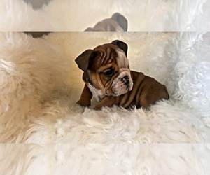 English Bulldog Puppy for sale in LOCUST GROVE, GA, USA