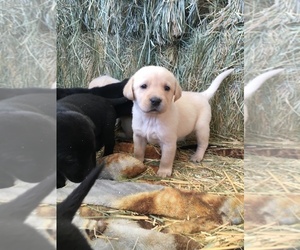 Labrador Retriever Puppy for sale in NEW PLYMOUTH, ID, USA