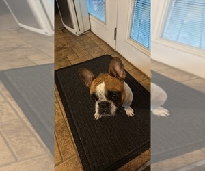 Mother of the French Bulldog puppies born on 04/25/2025