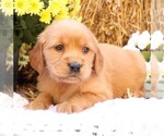 Puppy Holly Golden Irish