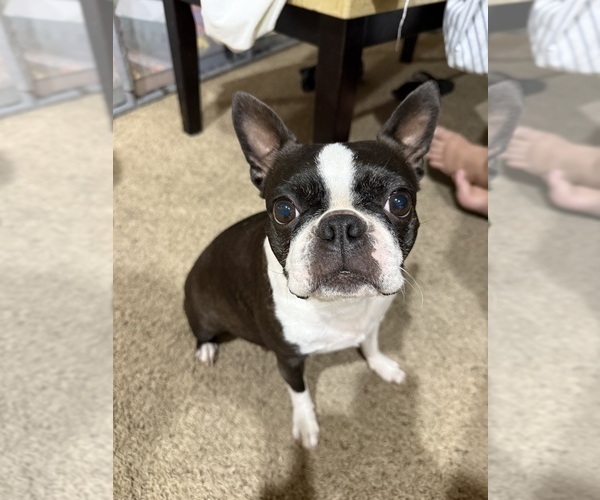 Medium Photo #1 Boston Terrier Puppy For Sale in MORENO VALLEY, CA, USA