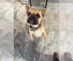 Small French Bulldog Mix