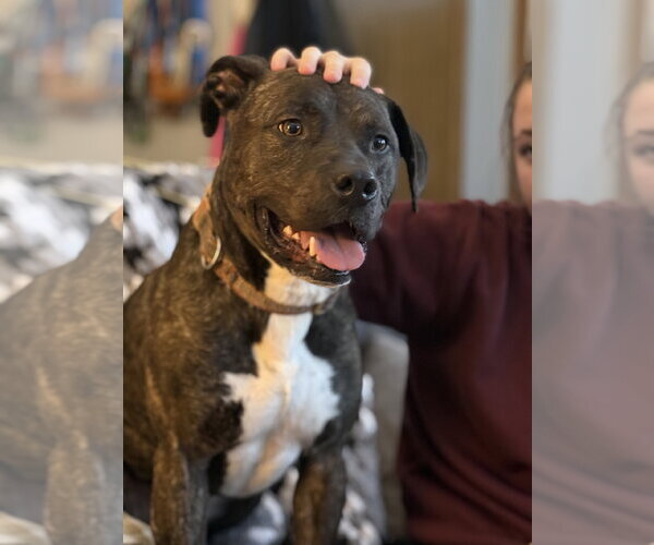 Medium Photo #1 Mutt Puppy For Sale in Farmington, MN, USA