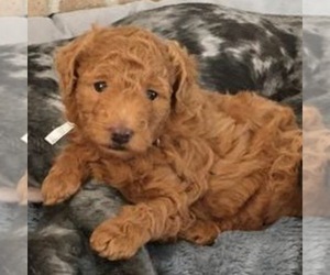 Aussie-Poo-Poodle (Toy) Mix Puppy for sale in HUNTER, UT, USA