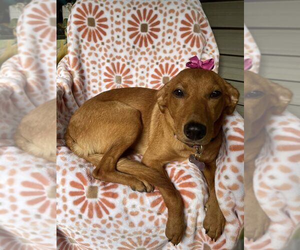 Medium Photo #3 Mutt Puppy For Sale in New York, NY, USA