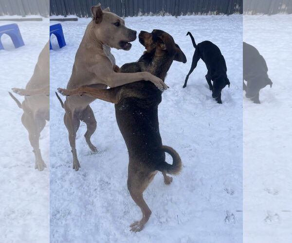 Medium Photo #33 American Bulldog-Unknown Mix Puppy For Sale in Princeton, MN, USA