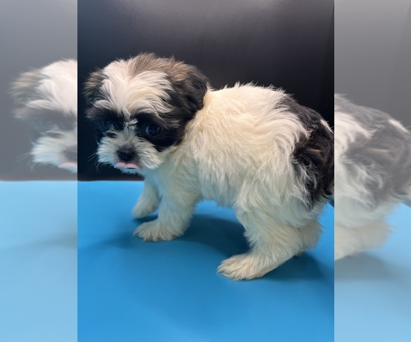 Medium Photo #2 Maltipoo-Shih Tzu Mix Puppy For Sale in SAINT AUGUSTINE, FL, USA