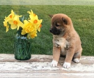 Shiba Inu Puppy for sale in FREDERICKSBG, OH, USA
