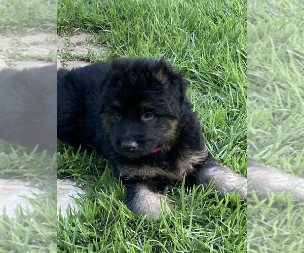 Medium Photo #28 German Shepherd Dog Puppy For Sale in BOERNE, TX, USA