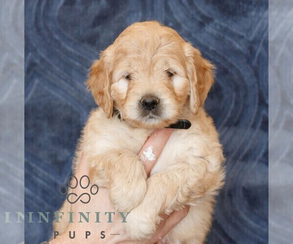 Medium Photo #5 Goldendoodle (Miniature) Puppy For Sale in NARVON, PA, USA