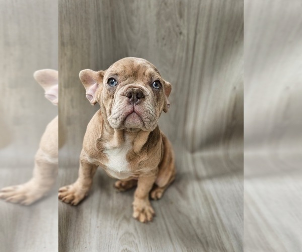 Medium Photo #3 French Bulldog Puppy For Sale in INDIANAPOLIS, IN, USA