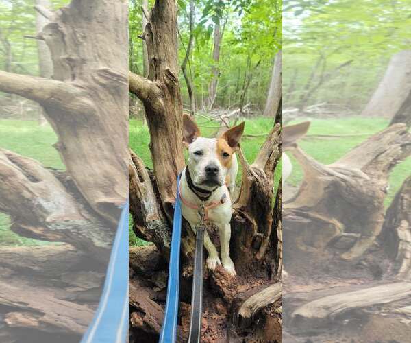 Medium Photo #2 American Staffordshire Terrier-Red Heeler Mix Puppy For Sale in Arlington, VA, USA