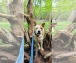 Small Photo #2 American Staffordshire Terrier-Red Heeler Mix Puppy For Sale in Arlington, VA, USA