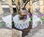 Small #4 Pomeranian