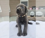 Puppy Mr Cream Labrador Retriever