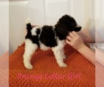 Small Photo #6 Poodle (Standard) Puppy For Sale in GREENVILLE, TX, USA