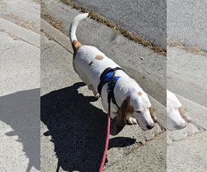 Buzz - Male Basset Hound Dog for Adoption - Photo #5