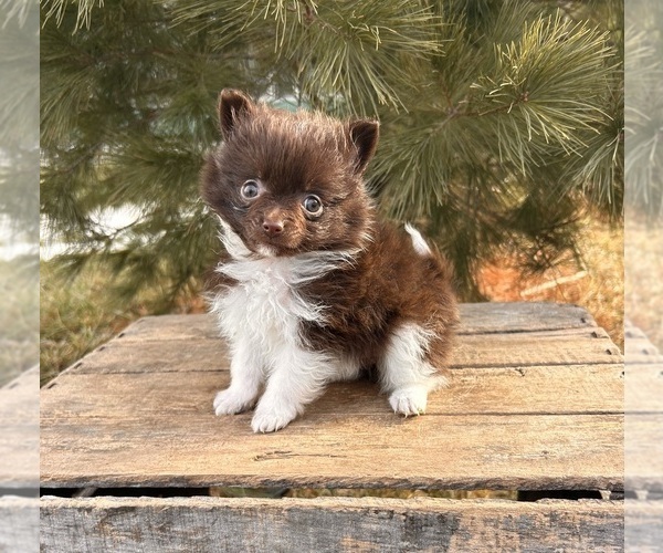 Medium Photo #4 Pomeranian Puppy For Sale in MIDDLEBURY, IN, USA