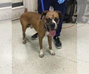 Medium Boxer