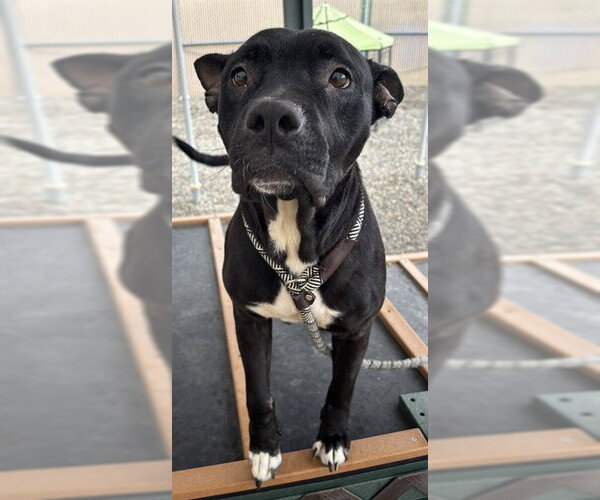Medium Photo #2 Mutt Puppy For Sale in Palmetto, FL, USA