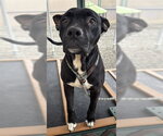 Small Photo #2 Mutt Puppy For Sale in Palmetto, FL, USA