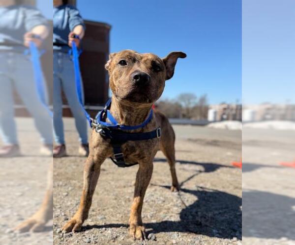 Medium Photo #3 Mutt Puppy For Sale in Boston, MA, USA