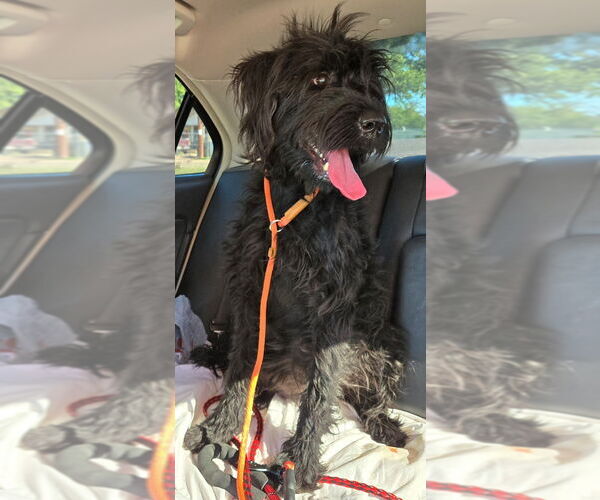 Medium Photo #2 Poodle (Standard)-Unknown Mix Puppy For Sale in San Antonio, TX, USA