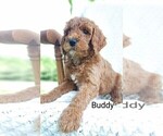 Small #2 Poodle (Standard) Mix