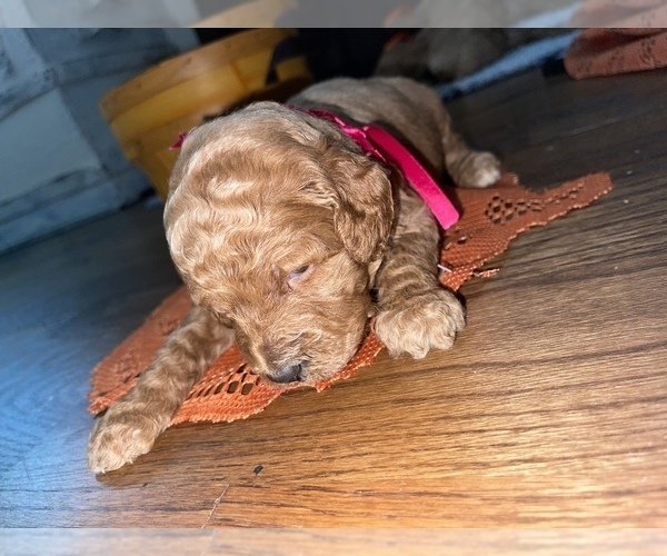 Medium Photo #4 Goldendoodle Puppy For Sale in RESACA, GA, USA