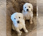Small Photo #1 Goldendoodle (Miniature) Puppy For Sale in SCOTTSDALE, AZ, USA