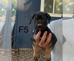 Small #4 Presa Canario