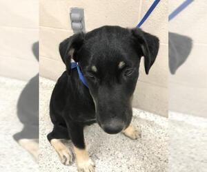 Labrador Retriever Dogs for adoption in Conroe, TX, USA