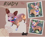 Small Italian Greyhound Mix