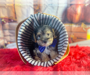 Morkie Puppy for sale in KINSTON, NC, USA