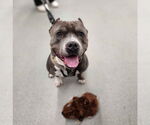 Small #25 American Pit Bull Terrier Mix