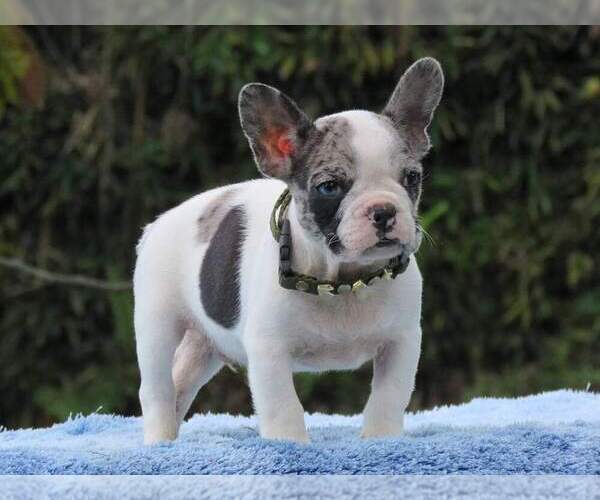 Medium Photo #1 French Bulldog Puppy For Sale in GLENVILLE, CT, USA
