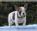 Small Photo #1 French Bulldog Puppy For Sale in GLENVILLE, CT, USA