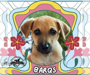 Dachshund-Unknown Mix Dogs for adoption in San Antonio, TX, USA