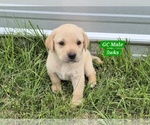 Small #2 Labrador Retriever