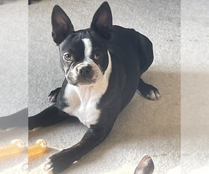 Boston Terrier Puppy for sale in MONTVILLE, OH, USA