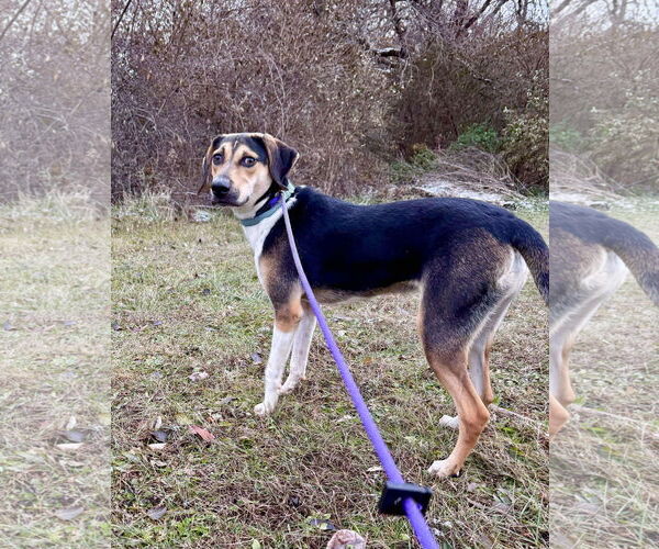 Medium Photo #15 Treeing Walker Coonhound-Unknown Mix Puppy For Sale in Germantown, OH, USA