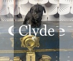 Puppy Clyde Yorkshire Terrier