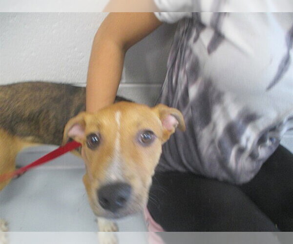 Medium Photo #1 American Pit Bull Terrier Puppy For Sale in Ocala, FL, USA