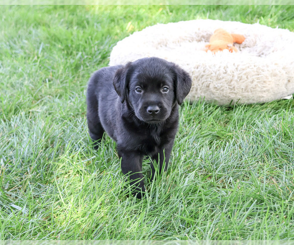 Medium Photo #1 Labrador Retriever Puppy For Sale in SYRACUSE, IN, USA
