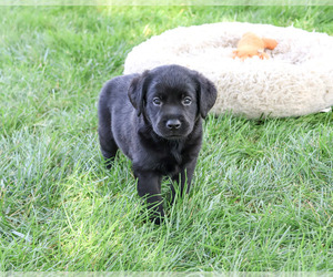 Labrador Retriever Puppy for sale in SYRACUSE, IN, USA