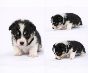 Medium Pembroke Welsh Corgi