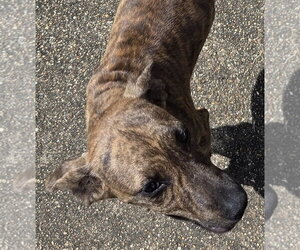 Plott Hound-Unknown Mix Dogs for adoption in Horn Lake, MS, USA
