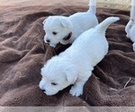 Small Photo #8 West Highland White Terrier Puppy For Sale in PHOENIX, AZ, USA