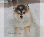 Small #4 Pomsky