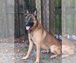 Hunter 3179 - Male German Shepherd Dog Dog for Adoption - Small photo